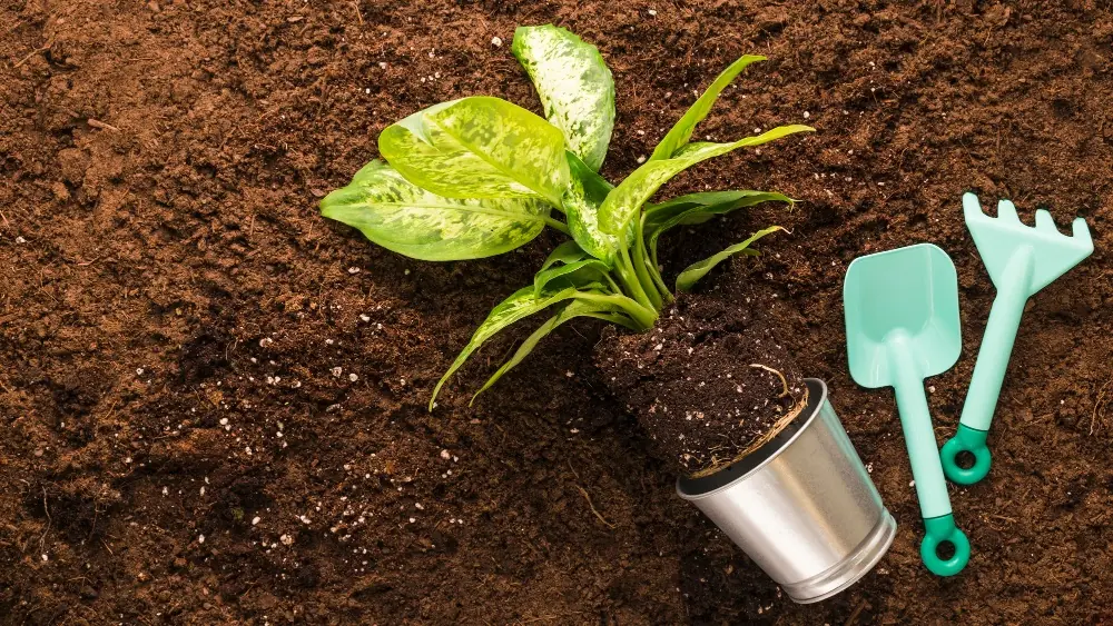 Coco peat supplier usa wholesale