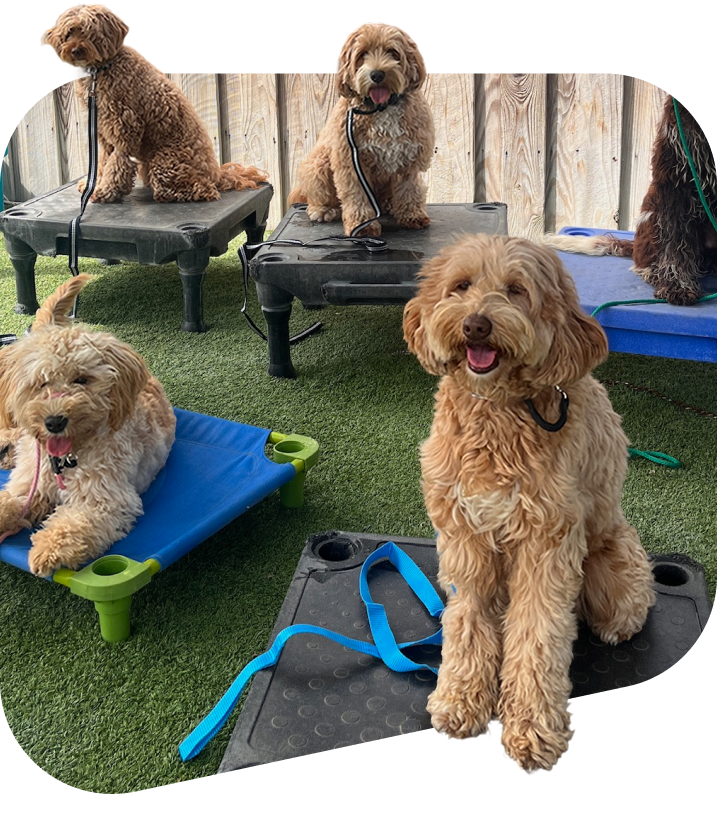 Why In-Person Dog Training Might Be the Breakthrough You Nee