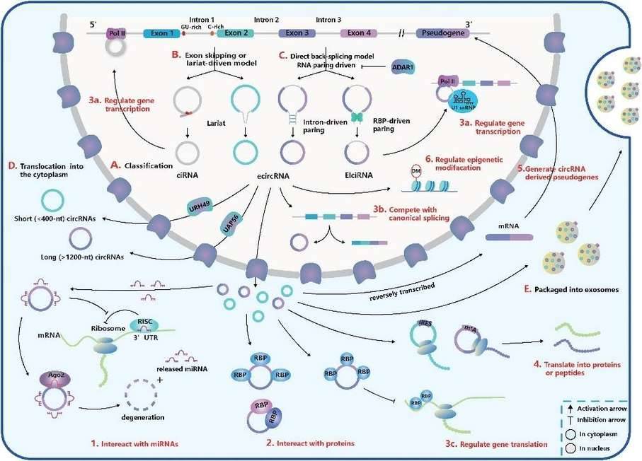 What Is circRNA and how to Study It by Sequencing?