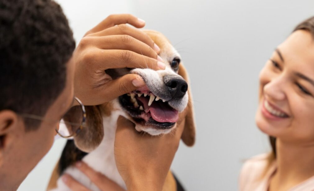 Pet Dental Extractions Are Essential for Your Pet’s Health